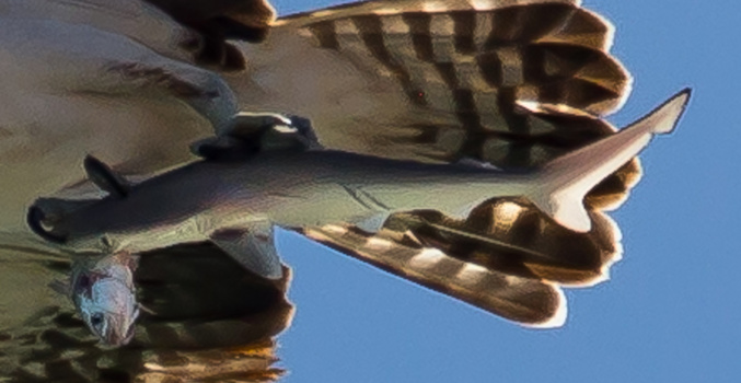 Osprey-shark-fish-Doc-Jon-fstoppers 2