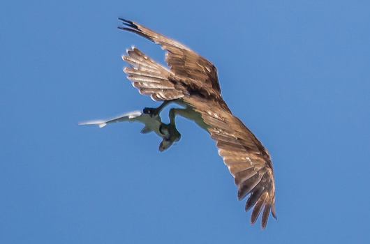Osprey-shark-fish-Doc-Jon-fstoppers 3