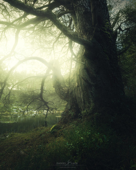 A Caledonian pine tree in the Scottish morning light by Daniel Laan, showing the effect of sharpening for the web.
