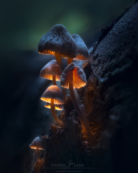 Glowing Mushrooms by Daniel Laan, showing the quality of the Tamron 90mm.