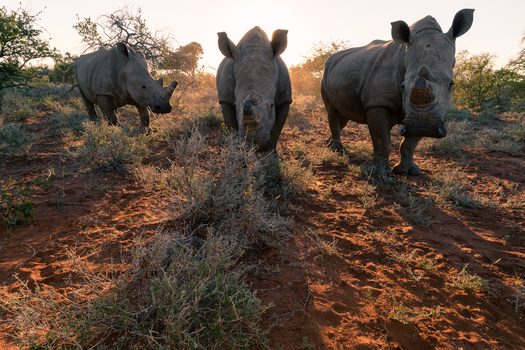 Use a wide angle lens for close encounters wild wildlife.