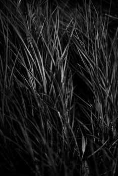 line-theme-nature-photograph