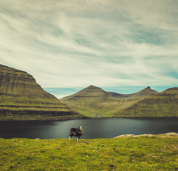 Faroe Islands Sheep Faroe Islands Sheep