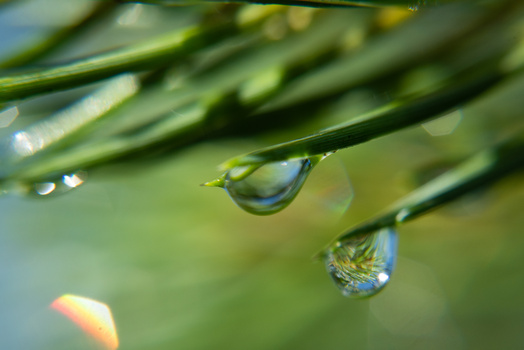 Nature macro photography Close-up of raindrops