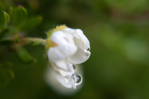 Macro nature photography Close-up of a raindrop on a white flower
