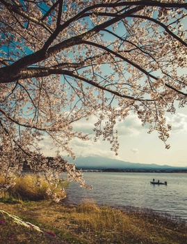 Lake Kawaguchi Mt. Fuji