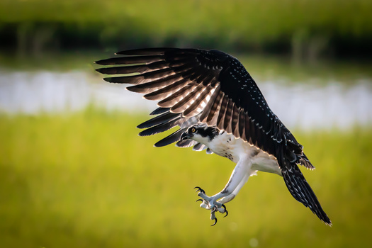 osprey-bird-raptor-wildlife-pernicone 2