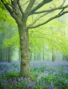 Bluebells and spring oak