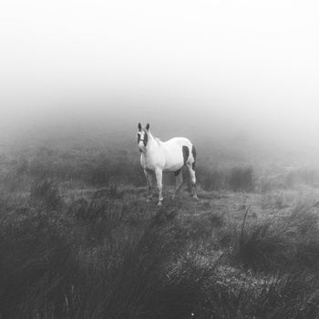 A horse in the fog stands staring at the photographer.
