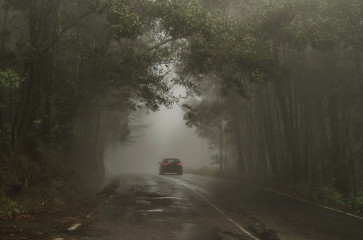 a car driving into a lush, foggy forest