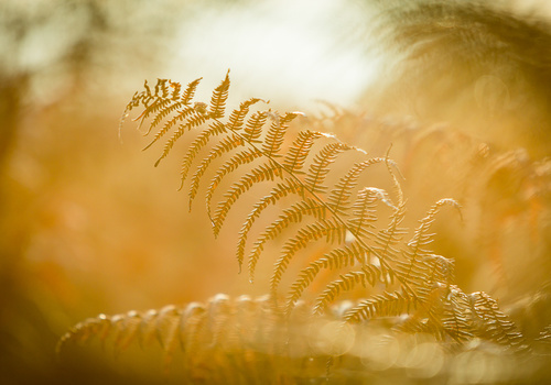 Flares in landscapes can be tricky. When photographing details the use of flare can be put into your advantage.