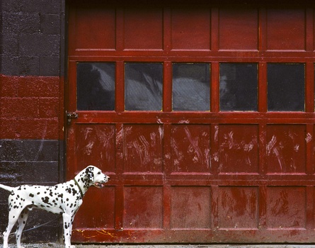 patrick-cone-photograph-dog-garage-color