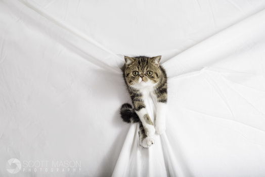a studio photo of an exotic cat coming out of a white backdrop