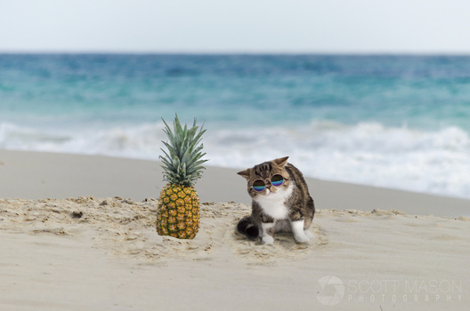 a cat on a beach wearing sunglasses, next to a pineapple