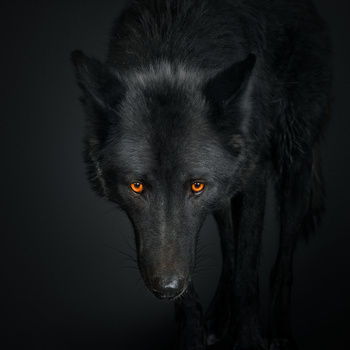 How Photographer Randal Ford Shot the Animal Kingdom, a ...