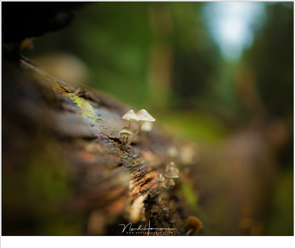 Using a small aperture with a recognizable out of focus landscape - well, more or less. It gives a good idea of the location of the subject. (EOS 1Dx + EF35L | ISO100 | f/1,4 | 1/200 (-1,3EV))
