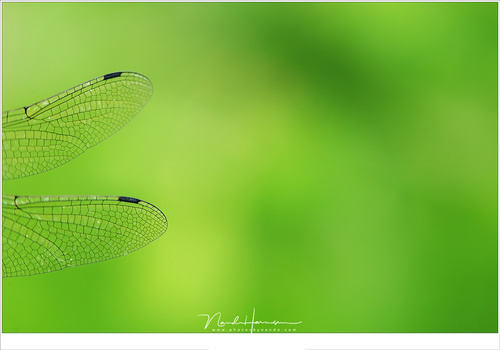 The wings of a dragonfly with a soft out of focus background due to a small depth of field. Because the surrounding are unrecognizable this is clearly not a landscape of course (EOS 5D3 + EF100L | ISO100 | f/4,5 | 1/30)