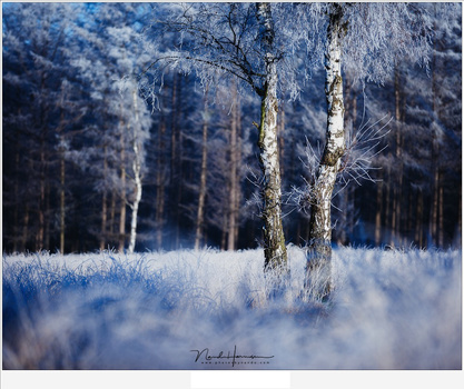 These winter birches are clearly standing free from the background because of the smaller depth of field. (EOS 5D3 + EF70-200L | ISO100 | f/2.8 | 1/1600)
