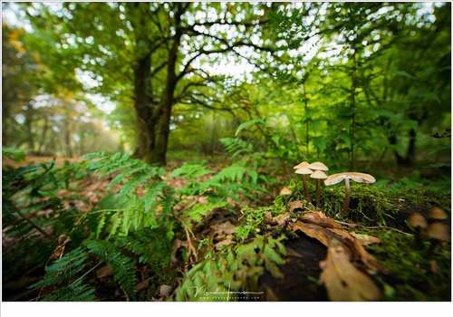 Even with a 11mm focal length it is possible to acquire a small depth of field, but only if you get close enough to the subject like in this photo (EOS 1Dx + EF11-24L @ 11mm | ISO1600 | f/4 | 1/160 (-0.7EV))