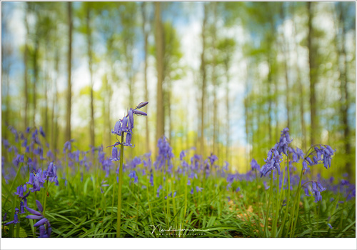 With the tilt function of a tilt-shift lens you can place the focal plane anywhere you like, thus ending up with the background even further out of focus (EOS 5D3 + TS-E17L with a few degree tilt | ISO200 | f/4 | 1/320 (+0,7EV))