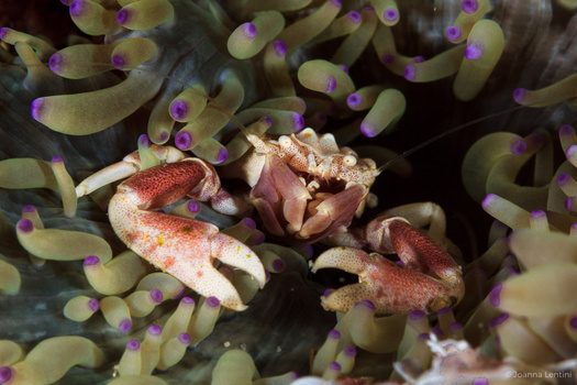 porcelain crab, joanna lentini, indonesia, muck diving, macro underwater photography