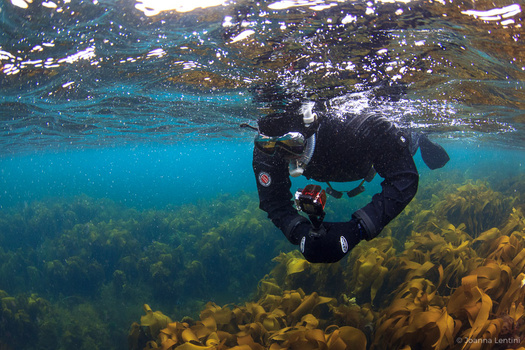 underwater photography etiquette, joanna lentini