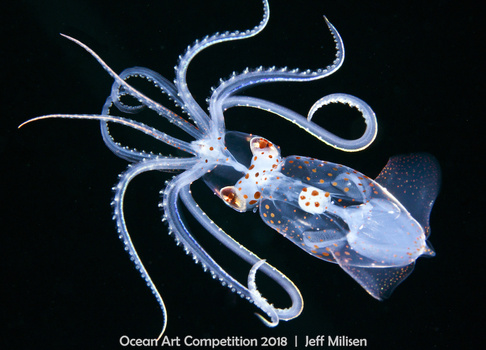 ocean art competition, underwater photography