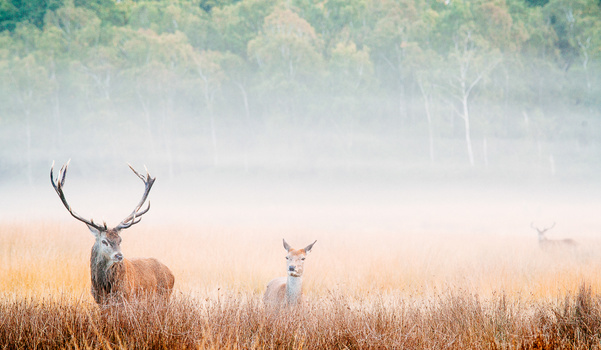 Richmond Park Richmond Park