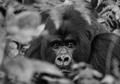 Mountain Gorilla.