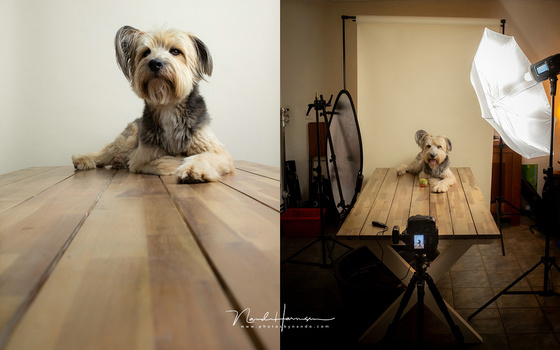 Using the Godox in a home made studio, shooting the dog. It works perfectly and the light is... well, good.