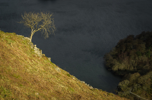 Asymmetric balance in photography Asymmetric balance in photography. Showing a tree balanced with a dark woodland.