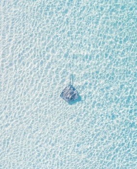 Stingray in Blue Water Stingray in Blue Water