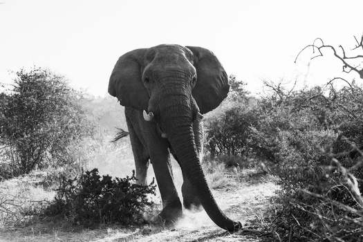 Black and white photo of a wild elephant charging the camera
