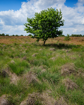 I used the grass as a foreground, but it is not convincing. I would rather see something more interesting instead of that grass (Panasonic S1 + 24mm | ISO100 | f/11 | 1/125)