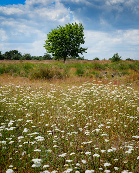 I found a bed of flowers that is more interesting as a foreground subject. But I had to use a longer focal length to prevent the tree from becoming too small in the frame (Panasonic S1 + 50mm | ISO100 | f/11 | 1/200)