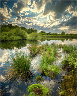 A vertical panorama of the moorland in the Netherlands, with a beautiful sky filled with clouds that refused to turn red at sunset. (Canon EOS 5D4 + 17mm | ISO100 | f/11 | shutterspeed unknown)