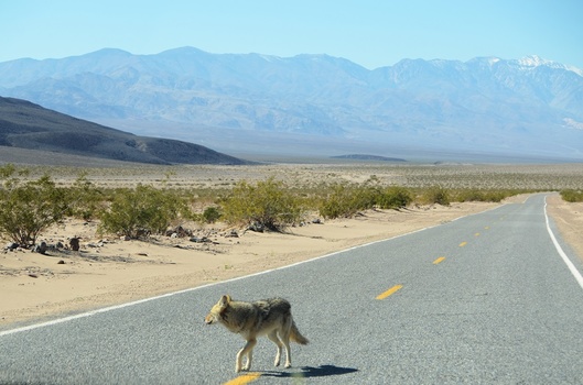 Coyote in Death Valley