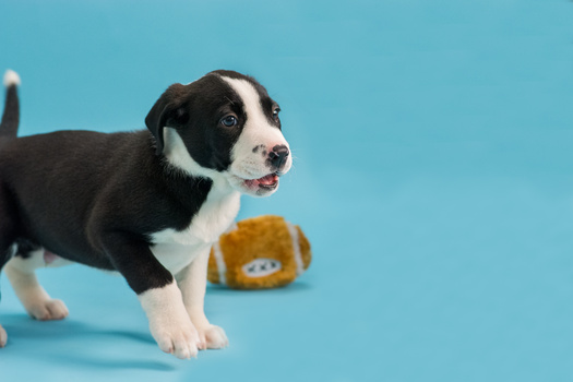 Cute puppy with a football