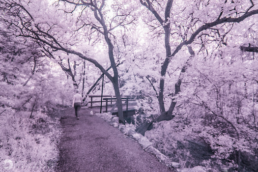 an infrared photo of a nature walk scene