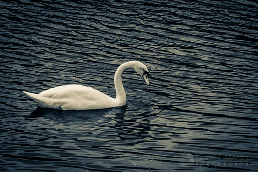 an infrared photo of a swan on a lake