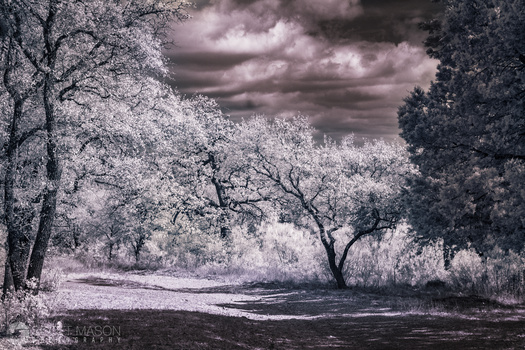 an infrared photo of trees and a sky