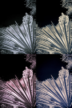 yucca plants in infrared
