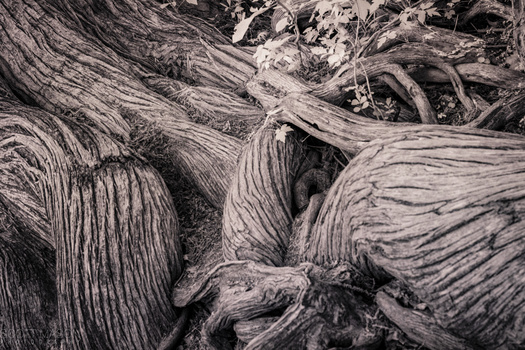 tree trunks in infrared