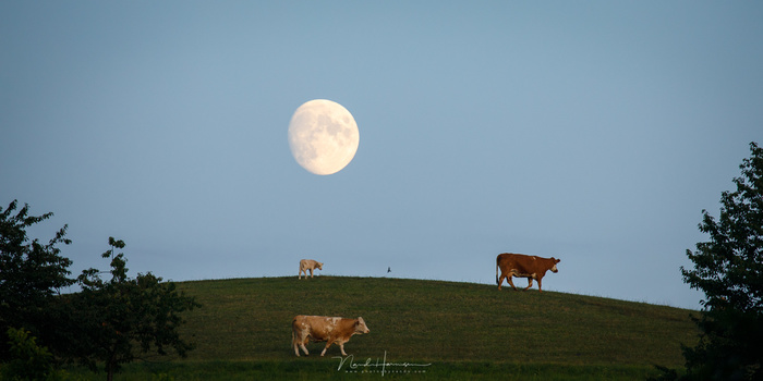 Shooting with a smartphone has its limitations. You can never shoot something like this photo, so my smartphone will never be able to replace my camera, but it is nice to have available for the pictures in the family album. (Canon EOS 5D4 + 400mm | ISO250