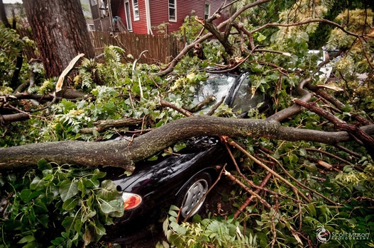 a car being crushed under a fallen tree