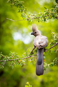 Grey African bird perched on a branch against a green background
