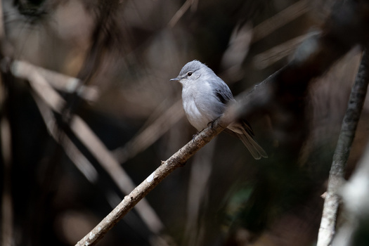 African flycatcher perched on a branch against a dark background
