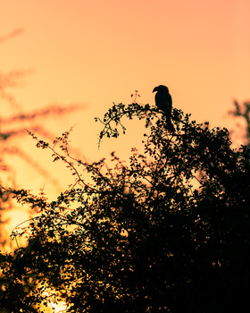 silhouette of an African hornbill bird against a yellow and orange sunset