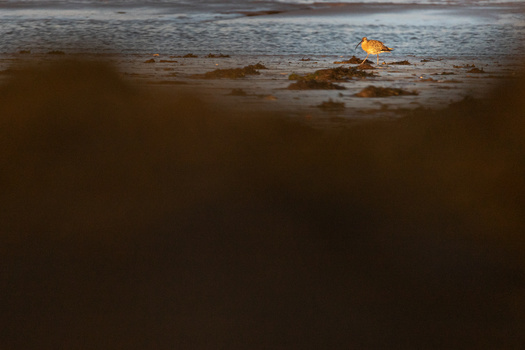 wading bird on the sandy coast at low tide during sunrise