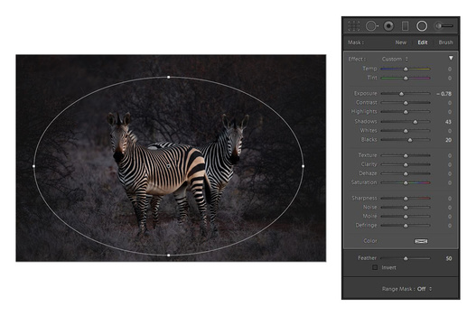 Using a radial filter on an image of zebras